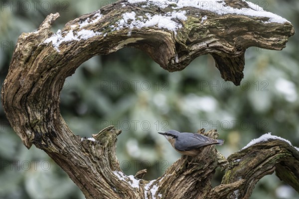 Nuthatch (Sitta europaea), Emsland, Lower Saxony, Germany, Europe