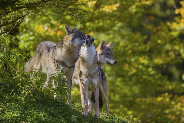Three eurasian gray wolves (Canis lupus lupus) stand on a hill, show some social behaviour. A forest in fall colours in the background