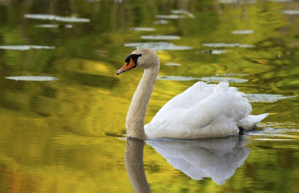 Mute swan (Cygnus olor), water, sunlight, Lower Austria