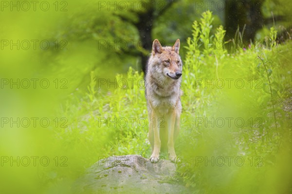 A female Eurasian gray wolf (Canis lupus lupus) stands, framed by leaves, on a hill