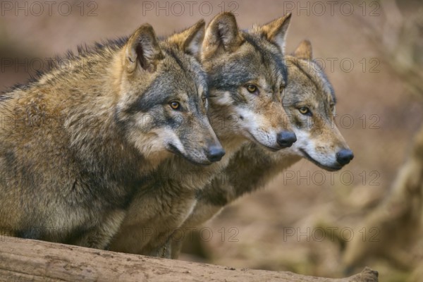 Wolf (Canis lupus), Three wolves looking attentively in the same direction in the forest, Germany, Europe