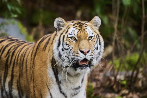 Siberian tiger or Amur tiger (Panthera tigris altaica) portrait, captive, habitat in Russia