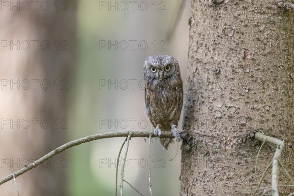One Eurasian scops owl (Otus scops) sitting on a twig with a forest in the background
