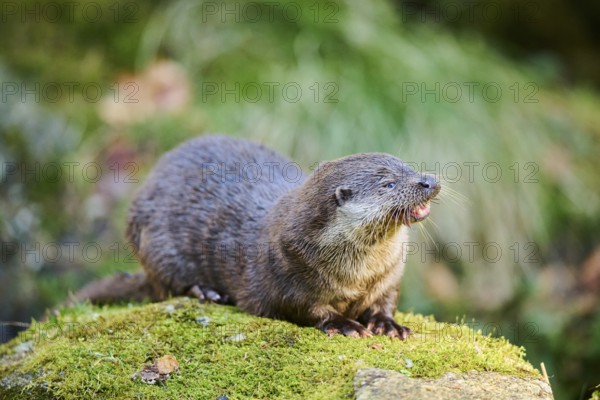 Eurasian otter (Lutra lutra) on a rock in the bavarian forest, Bavaria, Germany, Europe