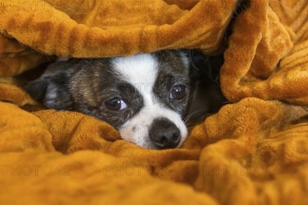 Small Chihuahua dog lying cosily wrapped in a brown blanket, Germany, Europe
