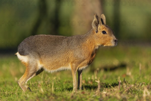 One Patagonian mara (Dolichotis patagonum) stands on a meadow in early morning light