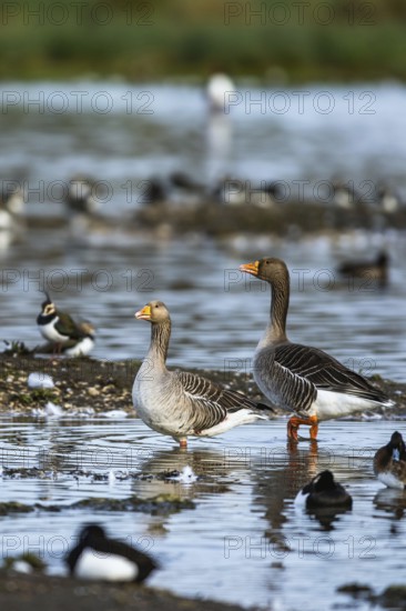 Greylag Goose, Anser anser, birds in flight over winter marshes