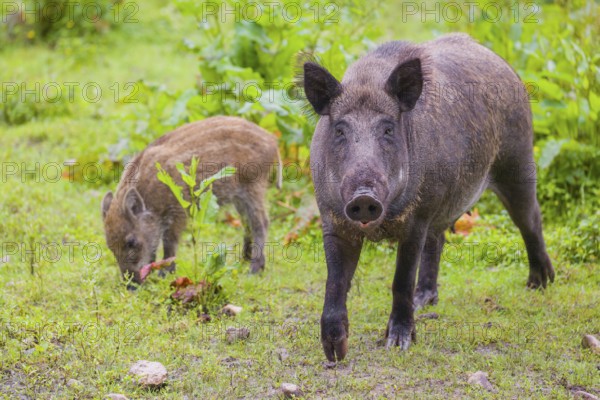 An adult female and a young wild boar or wild pig (Sus scrofa), stand in tall fresh green grass