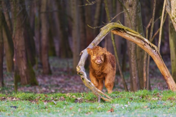 One Highland calf (Bos (primigenius) taurus) stands at a forest edge