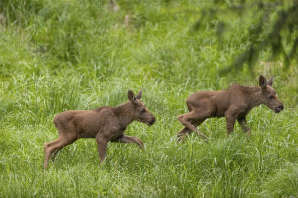Two baby moose or elk, Alces alces, (19 days old, born May 8, 2020) walking through tall fresh green grass