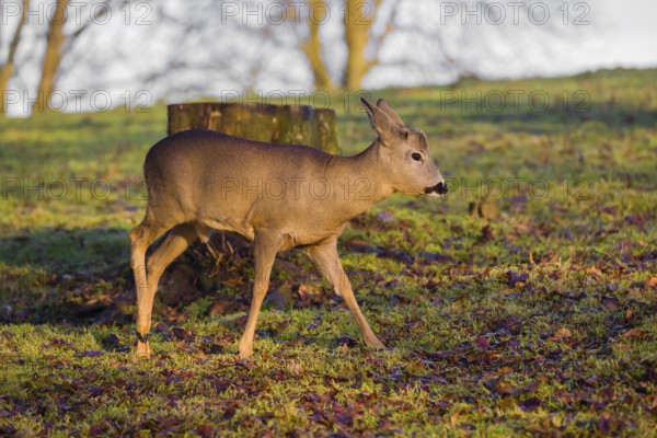 A male roe deer (Capreolus capreolus) runs across a meadow at sunrise