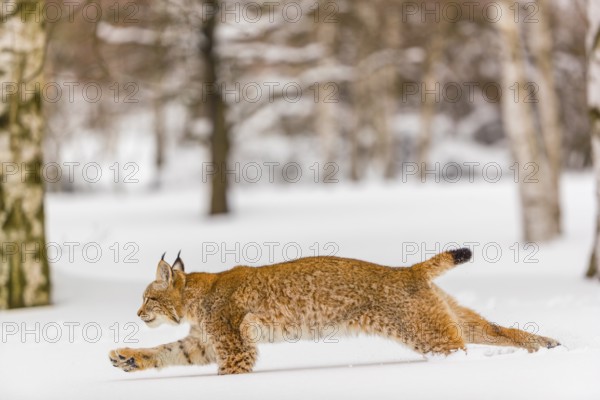 One young male Eurasian lynx, (Lynx lynx), runing over a deep snow covered meadow with a forest in the background