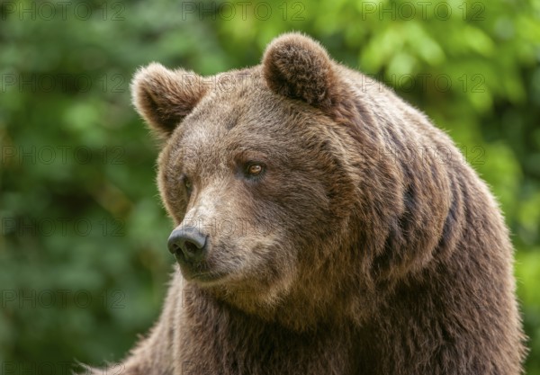 Brown bear (Ursus arctos) portrait, Germany, Europe