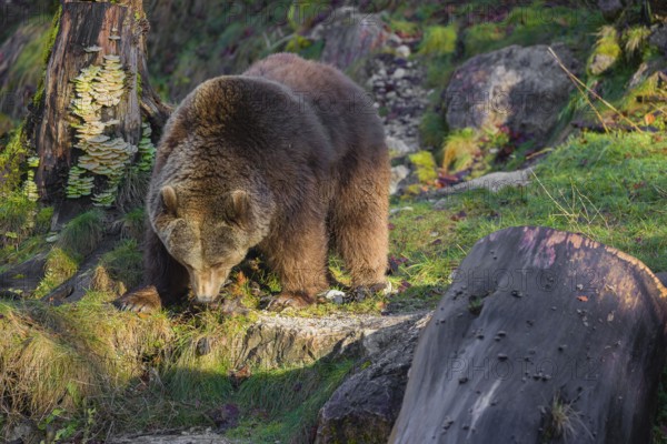 An adult female brown bear (Ursus arctos arctos) walks through hilly terrain with trees and rocks