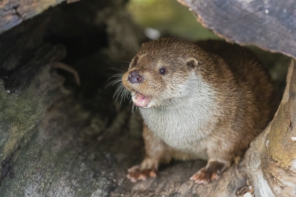 One Eurasian otter (Lutra lutra) resting resting in a hollow log
