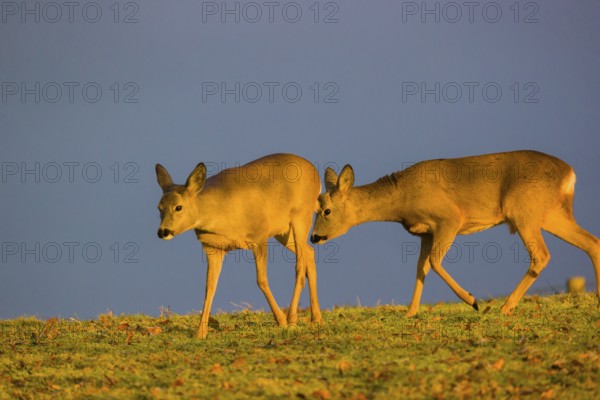 A female and a male roe deer (Capreolus capreolus) run across a meadow at sunrise
