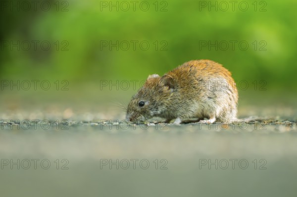 Common vole (Microtus arvalis) on the ground, Bavaria, Germany, Europe