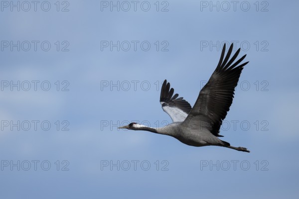 Common crane (Grus grus), Hornborga, Sweden, Europe