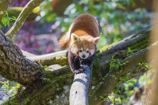 One red panda, Ailurus fulgens, balancing over a log, serving as a bridge