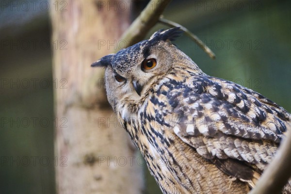 Eurasian Eagle-Owl (Bubo bubo) in a branch in a forest, Bavaria, Germany, Europe