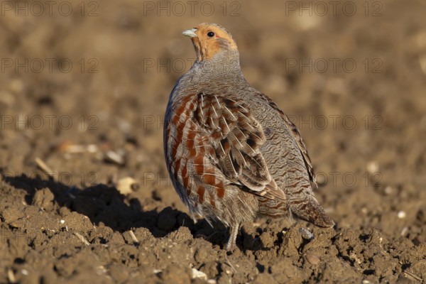 Grey or Hungarian or English partridge (Perdix perdix) adult bird in a farmland field, England, United Kingdom, Europe