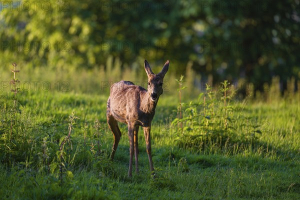 A female roe deer (Capreolus capreolus) stands in a meadow at a forest edge in the first light of the day