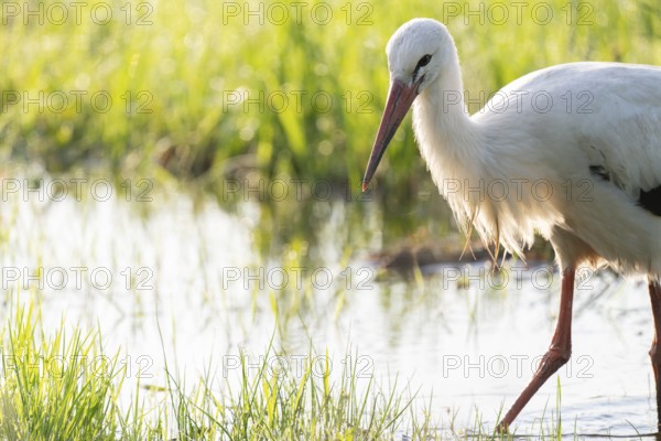 White stork (Ciconia ciconia) foraging, portrait, Lower Saxony, Germany, Europe