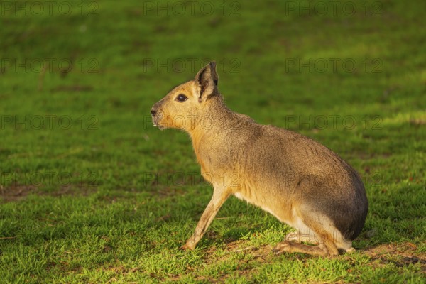 One Patagonian mara (Dolichotis patagonum) stands on a meadow in early morning light