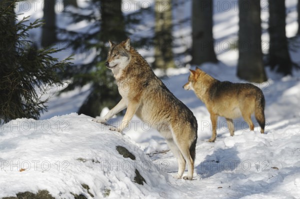 Two wolves standing in the snowy forest, one on a hill, Eurasian wolf (Canis lupus lupus), Bavarian Forest National Park