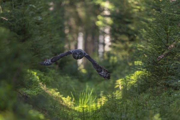 One great grey owl (Strix nebulosa) flying through a forest