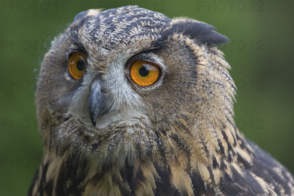 Portrait of an Eurasian Eagle Owl, Bubo bubo. Green vegetation in the background
