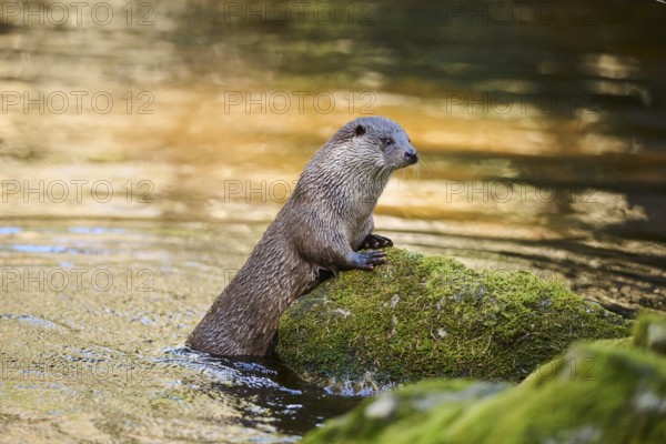 Eurasian otter (Lutra lutra) on the shore of a little lake in the bavarian forest, Bavaria, Germany, Europe