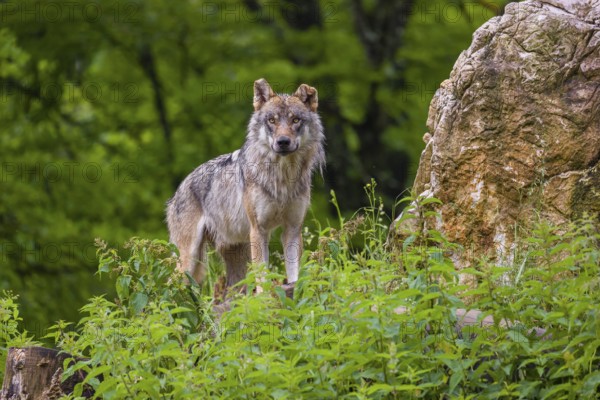 A eurasian gray wolf (Canis lupus lupus) stands on a grassy hill with a green forest in the background