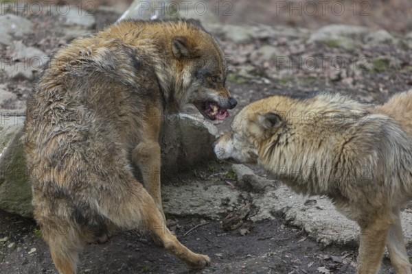 Social behaviour between two adult eurasian gray wolves (Canis lupus lupus), showing hierarchy