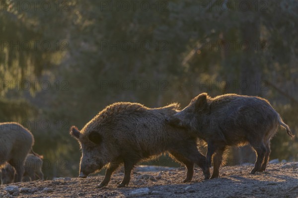 Two wild boar or wild pig (Sus scrofa) play fighting on an opening. Strong backlit condition