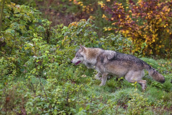 An adult male eurasian gray wolf (Canis lupus lupus) runs through dense vegetation on a green meadow on hilly terrain