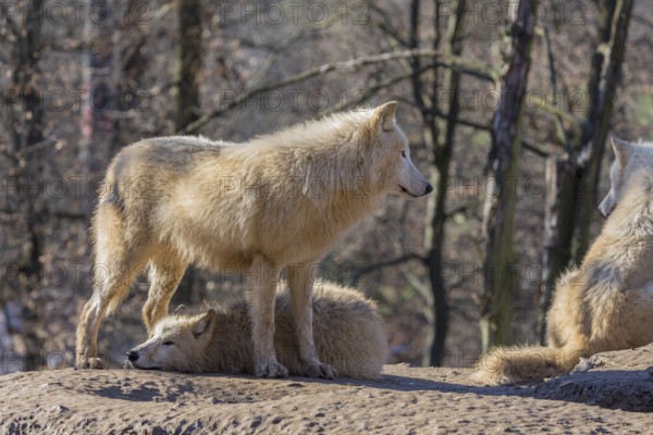 Two Arctic wolves (Canis lupus arctos) resting on a rock on a sunny day. One is standing, one is lying beneath him