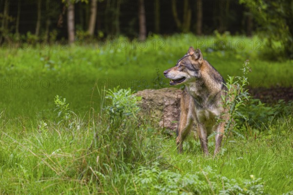 An adult male eurasian gray wolf (Canis lupus lupus) stands at the edge of the forest and watches something