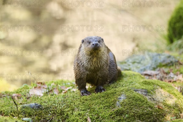 Eurasian otter (Lutra lutra) on a rock in the bavarian forest, Bavaria, Germany, Europe