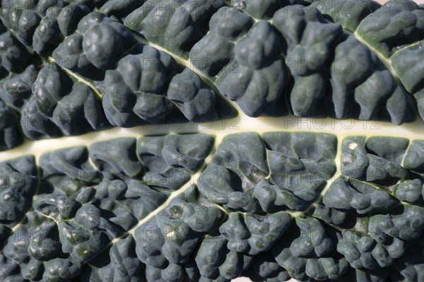 Palm kale (Brtassica), close up, Bavaria, Germany, Europe