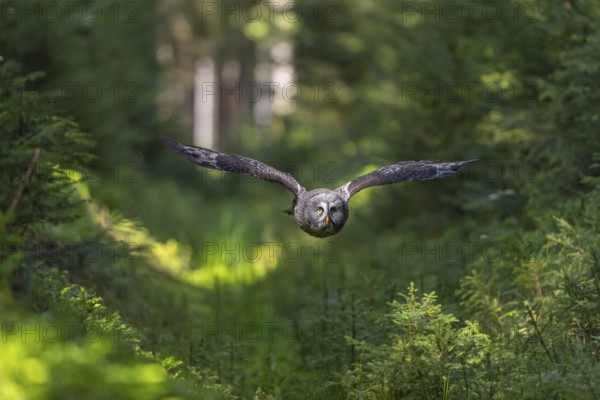 One great grey owl (Strix nebulosa) flying through a forest