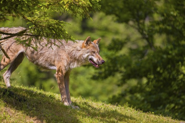 An adult male eurasian gray wolf (Canis lupus lupus) stands on a green meadow on hilly terrain, watching something