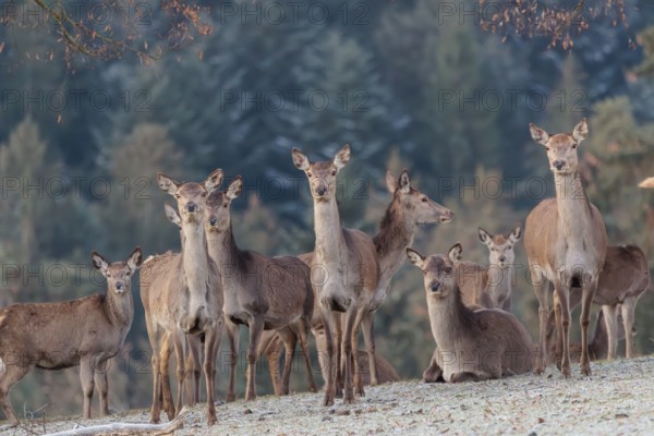 A herd of female red deer (Cervus elaphus) stands in a hoar frosted meadow, A forest can be seen in the background