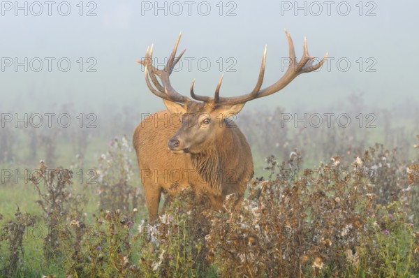 Stag with antlers standing between flowers in a misty meadow, red deer (Cervus elaphus), Bavaria