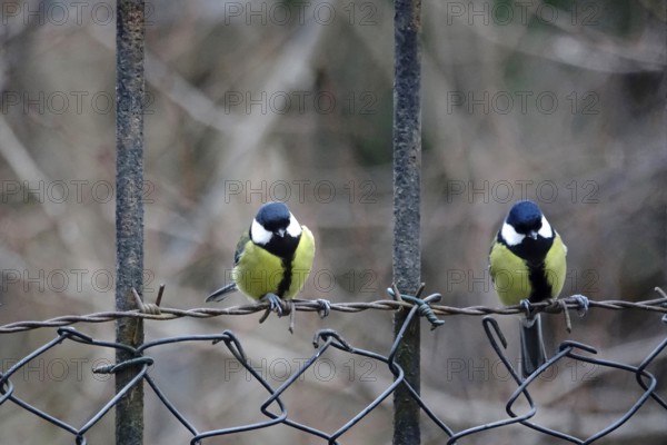 Two great tits, winter, Germany, Europe