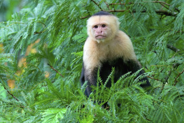 Panamanian white-faced capuchin (Cebus imitator) in a tree, Costa Rica, Central America