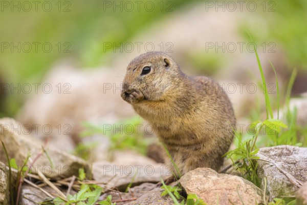 An adult European ground squirrel (Spermophilus citellus) or European souslik sits on rocky terrain, eating something