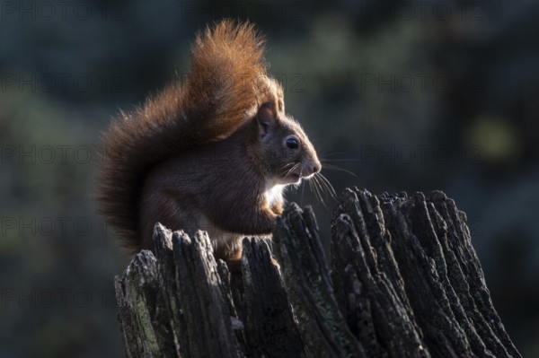 Squirrel (Sciurus vulgaris), Emsland, Lower Saxony, Germany, Europe