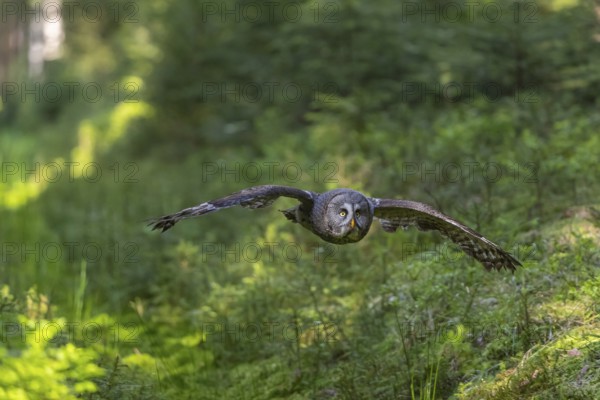 One great grey owl (Strix nebulosa) flying through a forest