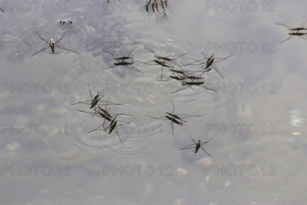 Water strider, September, Germany, Europe